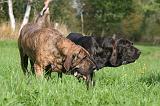 FILA BRASILEIRO 071